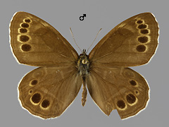 L. achine